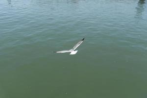 visie van zeemeeuw Bij pier foto