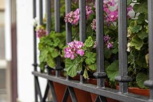 bloempotten op een balkon foto