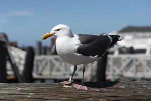 visie van zeemeeuw Bij pier foto