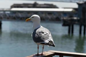 visie van zeemeeuw Bij pier foto