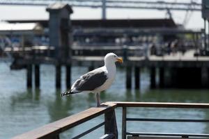 visie van zeemeeuw Bij pier foto