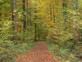 herfsttijd in Westfalen foto