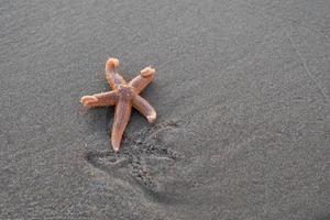 zeesterren in zand foto