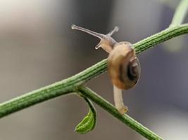 slak Aan bloemen takje, in de ochtend- met wit achtergrond, macro fotografie, extreem dichtbij omhoog foto