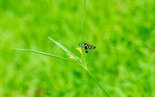 insect neergestreken Aan groen blad foto