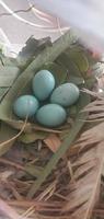 een roodborstjes nest met vier mooi helder blauw roodborstjes eieren. dichtbij omhoog van eieren foto