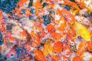 koi vis zwemmen kunstmatig vijvers met een mooi achtergrond in de Doorzichtig vijver. kleurrijk decoratief vis vlotter in een kunstmatig vijver, visie van bovenstaand foto