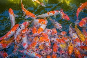 koi vis zwemmen kunstmatig vijvers met een mooi achtergrond in de Doorzichtig vijver. kleurrijk decoratief vis vlotter in een kunstmatig vijver, visie van bovenstaand foto