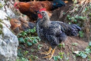 vrij reeks kippen Aan een Duitse boerderij in de zomer foto