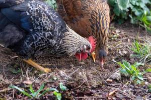 vrij reeks kippen Aan een Duitse boerderij in de zomer foto