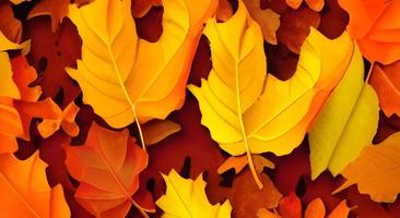 rood en oranje herfst bladeren achtergrond foto