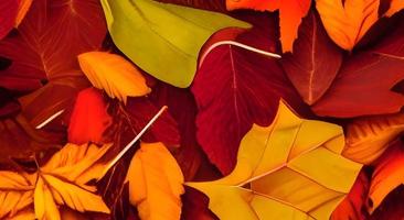 achtergrond groep herfst oranje bladeren. buitenshuis. foto