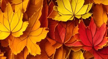 mooi herfst landschap. kleurrijk gebladerte in de park. vallend bladeren natuurlijk achtergrond foto