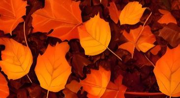 kleurrijk herfst bladeren. veelkleurig esdoorn- bladeren liggen Aan de grond. foto