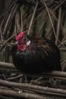 zwart kip zittend Aan hek foto