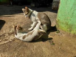 een huiselijk moeder kat is spelen met een van haar welpen onder de warm ochtend- zon foto