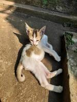 een schattig katje is likken haar lichaam of uiterlijke verzorging en genieten in de warm ochtend- zon foto