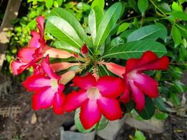mooi bloemen adenium zwaarlijvig of algemeen gebeld Japans frangipani bloemen. deze sier- fabriek met een donker roze kroon en groen bladeren kan leven goed in de tropen naar worden gebeld de woestijn roos foto