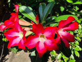 mooi bloemen adenium zwaarlijvig of algemeen gebeld Japans frangipani bloemen. deze sier- fabriek met een donker roze kroon en groen bladeren kan leven goed in de tropen naar worden gebeld de woestijn roos foto