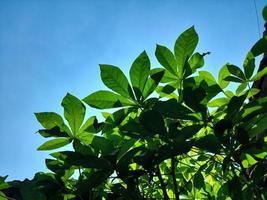 vers groen cassave bladeren zijn rijk in voordelen en kan worden verwerkt in divers gerechten foto