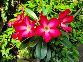 mooi bloemen adenium zwaarlijvig of algemeen gebeld Japans frangipani bloemen. deze sier- fabriek met een donker roze kroon en groen bladeren kan leven goed in de tropen naar worden gebeld de woestijn roos foto