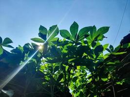 de foto van de ochtend- zon dat flauw komt tevoorschijn van de hiaten van de vers groen cassave bladeren is heel mooi naar de oog. zo warm de verkoudheid ziel.