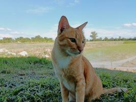 oranje geel kat in de midden- van een veld- foto