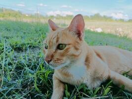 oranje geel kat in de midden- van een veld- foto
