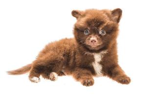 Pommeren spitz puppy op witte achtergrond foto