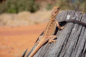 draak soorten van centraal Australië foto