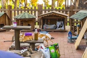 houten kat huis in de tuin foto