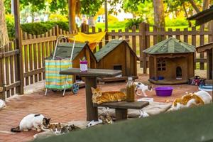 houten kat huis in de tuin foto