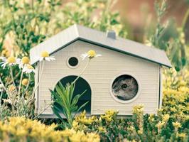 hamster gluren uit de venster van zijn huis foto