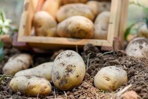 verse aardappelplant, oogst van rijpe aardappelen in houten kist landbouwproducten uit aardappelveld foto