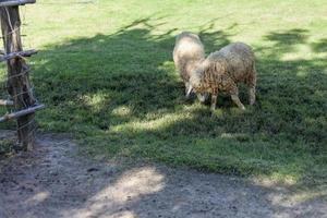 twee schapen zijn spelen Aan de boerderij gazon. foto