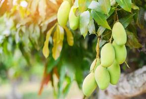 rauwe mango die aan een boom hangt met bladachtergrond in de boomgaard van de zomerfruittuin - groene mangoboom foto