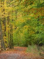 herfsttijd in Westfalen foto