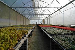 veel van verschillende cactusplanten op de pot in de kastuin van de landbouw foto