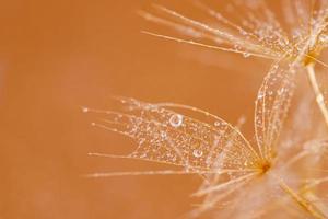 macro schot van paardebloem met druppels foto