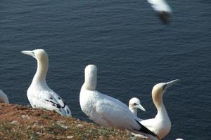 het eiland Helgoland foto