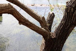 de romp van een hoog boom in een stad park. foto