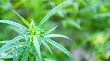 marihuanablad cannabisplant boom groeit op boerderij - hennepbladeren voor extract medische gezondheidszorg natuurlijk voor banner en achtergrond foto