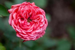 bloem: close-up roze chinese roos bloesem geïsoleerde beijing, china foto