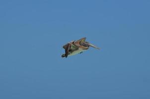 wild pelecanus vliegend in de mooi tropisch luchten foto