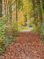 herfsttijd in Westfalen foto