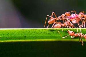 rood mier, actie helpen voor voedsel Aan de Afdeling groot boom, in tuin tussen groen bladeren vervagen achtergrond, selectief oog focus en zwart achtergrond, macro foto