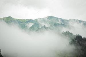 donker berg, pijnboom Woud met mist foto
