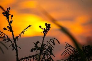 wild planten Bij zonsondergang foto