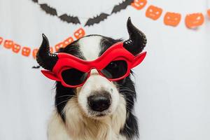 trick or treat-concept. grappige puppy hondje border collie gekleed in halloween domme satan duivel brillen kostuum op witte achtergrond met halloween slinger decoraties. voorbereiding voor halloween-feest. foto