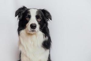 schattig puppy hond grens collie met grappig gezicht geïsoleerd Aan wit achtergrond met kopiëren ruimte. huisdier hond op zoek Bij camera, voorkant visie portret, een dier. huisdier zorg en dieren concept. foto